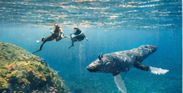 Snorkeling in crystal clear Maui water
